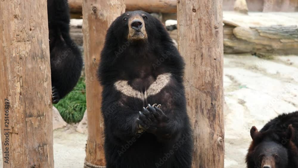 Portrait of a funny himalayan black bear standing on its hind paws looking at someone and asking for food. 4K Video, slow motion. Portrait of a funny himalayan black bear standing on its hind paws looking at someone and asking for food. 4K Video, slow motion.
