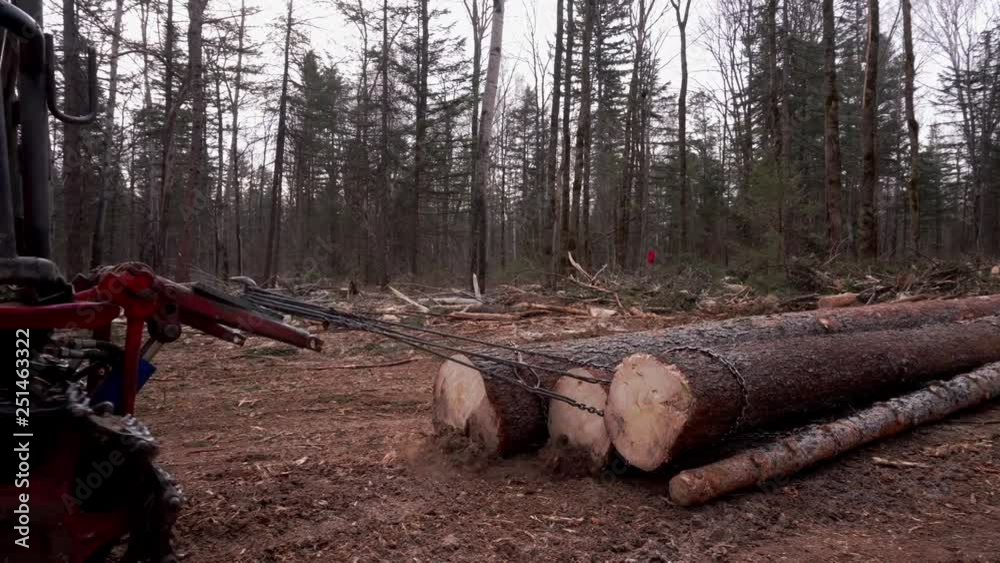 Cut trees lie on each other. Warehouse of felled wood. Camera wiring in a freshly cut forest in remote taiga. Cut trees lie on each other. Warehouse of felled wood. Camera wiring in a freshly cut forest in remote taiga.