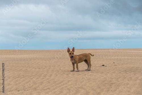 little dog on the dune