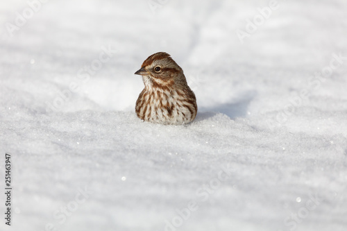 song sparrow in the snow © Feng Yu