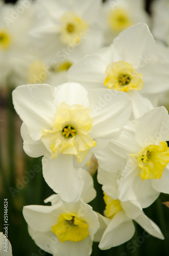 Blooming spring flowers during the tulip festival in Istanbul  Turkey