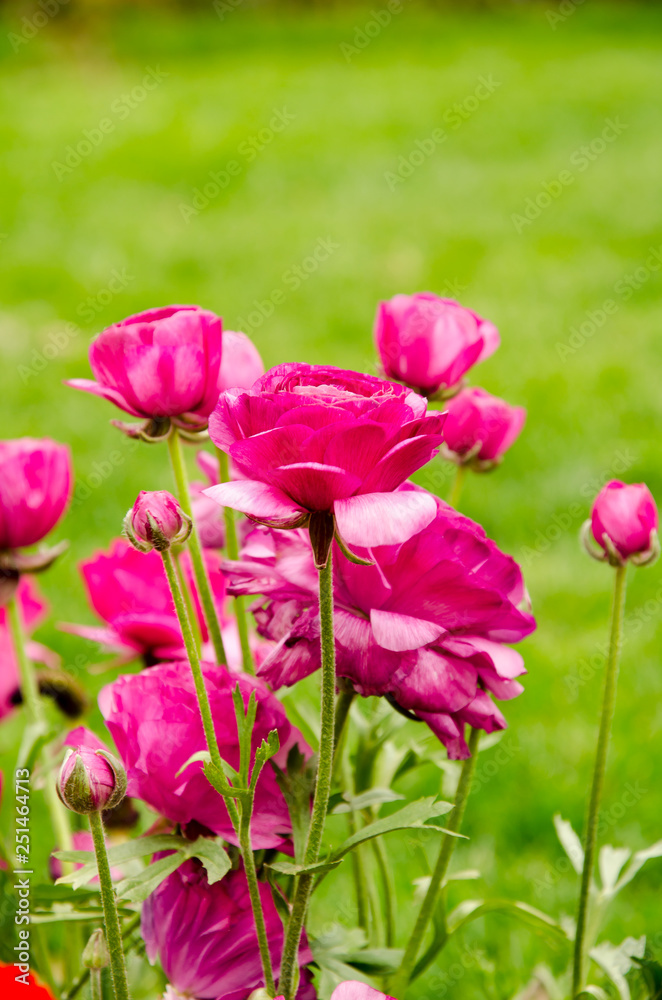 Blooming spring flowers during the tulip festival in Istanbul, Turkey Blooming spring flowers during the tulip festival in Istanbul, Turkey