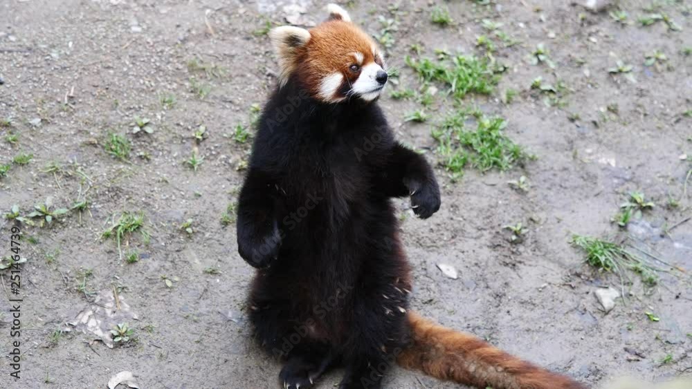 Red Panda (Ailurus Fulgens), also Called The Lesser Panda, standing up ...