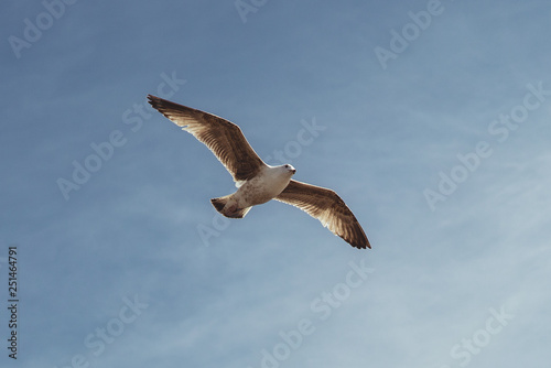  Seagulls from below flying with a blue sky background