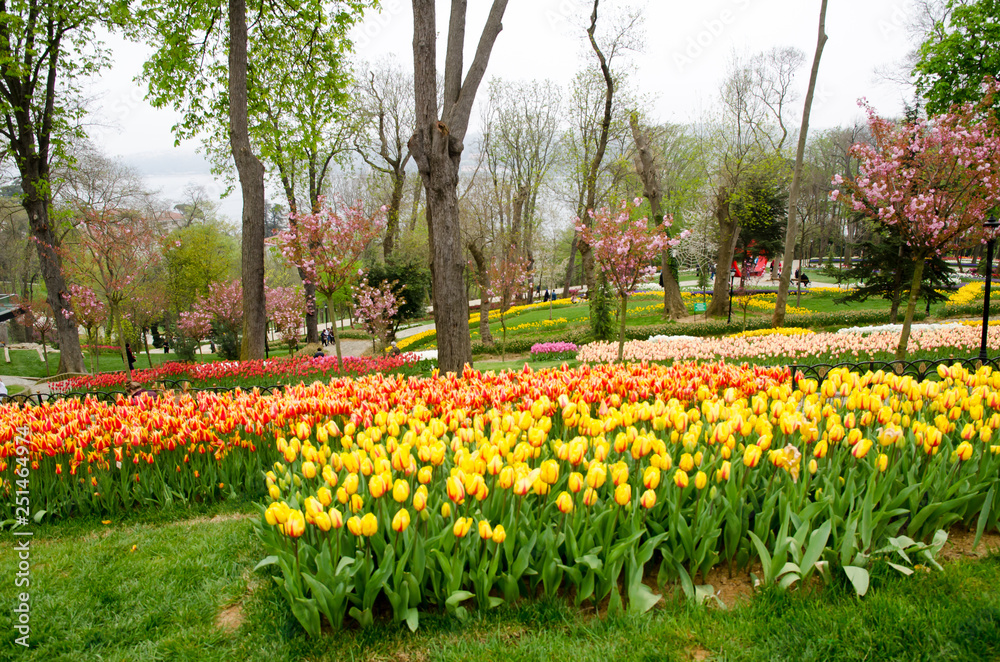 Blooming spring flowers during the tulip festival in Istanbul, Turkey Blooming spring flowers during the tulip festival in Istanbul, Turkey