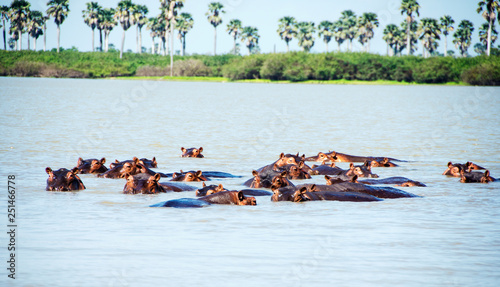 wading hippos in Selous National Park in Tanzania. photo