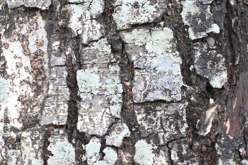 Bark wood texture background
