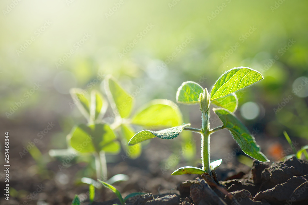 Concept of earth day. Glycine max, soybean, soya bean sprout growing soybeans on an industrial scale. Products for vegetarians. Agricultural soy plantation on sunny day. - obrazy, fototapety, plakaty 