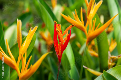 exotic flowers, a red flower between two yellow on a background of green leaves