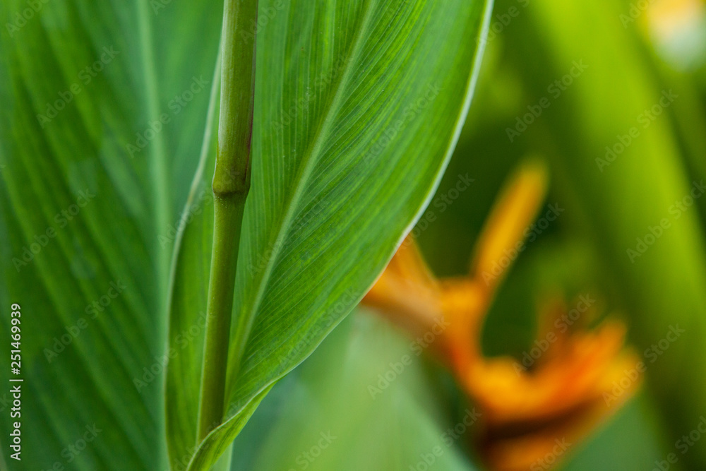 Obraz premium background green leaves texture