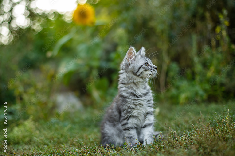 Little gray scared kitten for the first time on the street. Little gray scared kitten for the first time on the street.