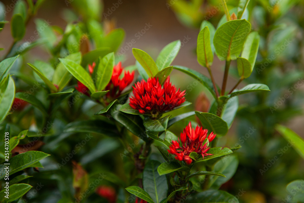 delicate natural red pink purple flowers in nature delicate natural red pink purple flowers in nature