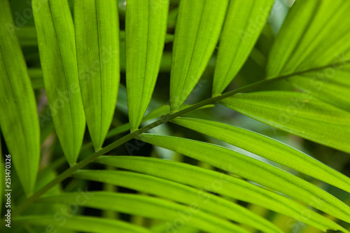 background green leaves texture