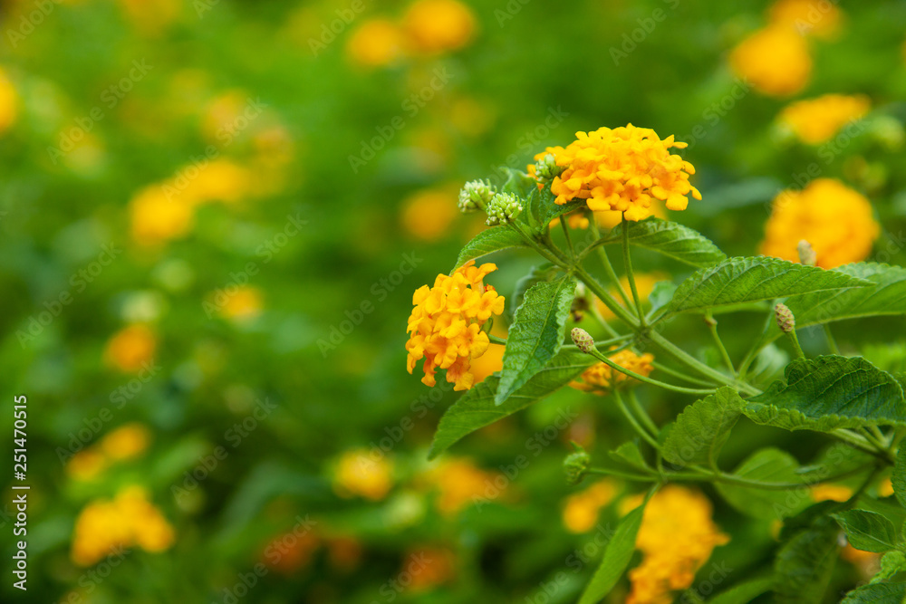 yellow flowers with green leaves yellow flowers with green leaves