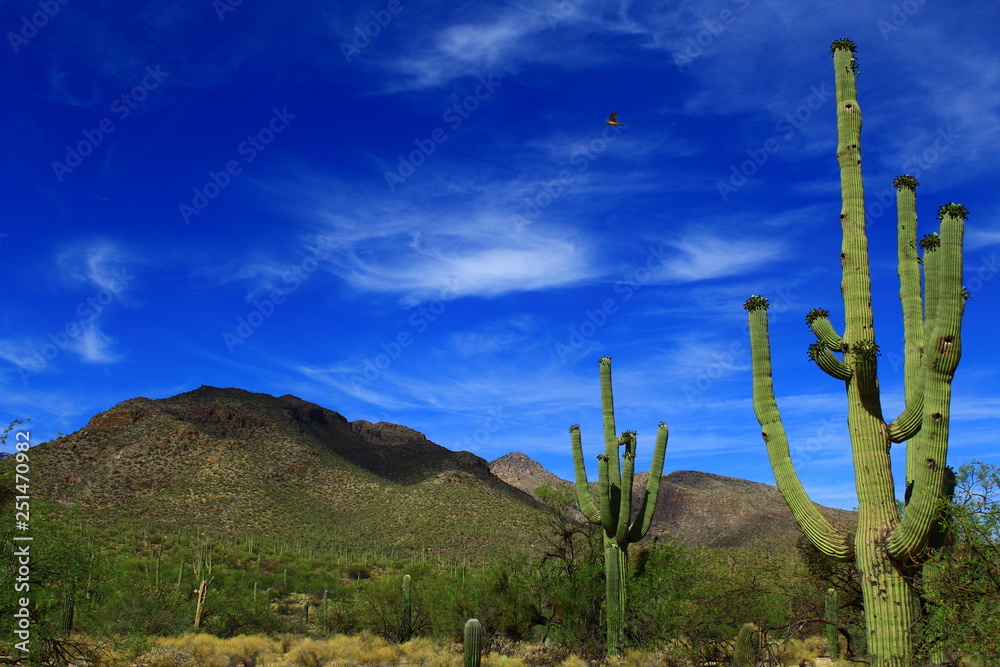 Fruiting Saguaros in the Coronado National Forest. Fruiting Saguaros in the Coronado National Forest.