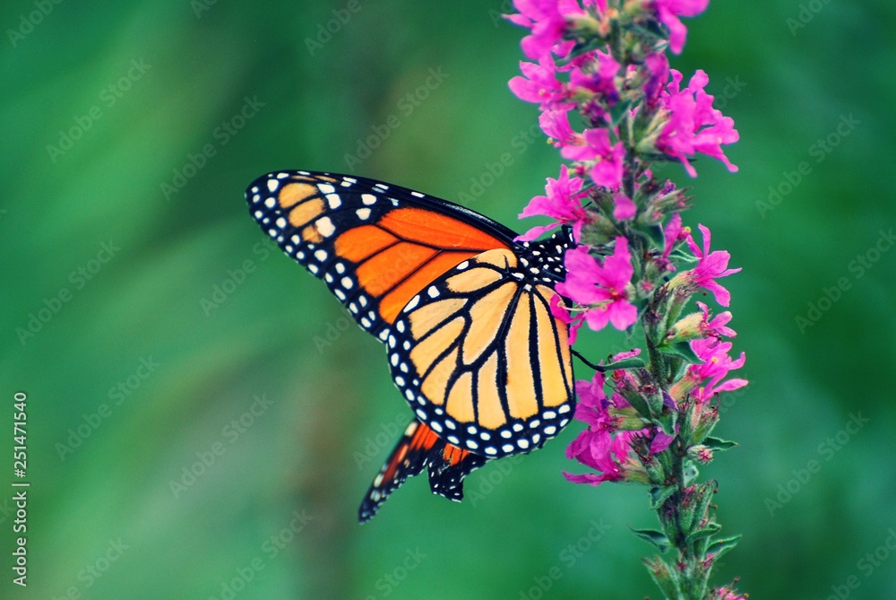 Fototapeta premium Monarch Butterfly resting on purple wildflowers with folded wings