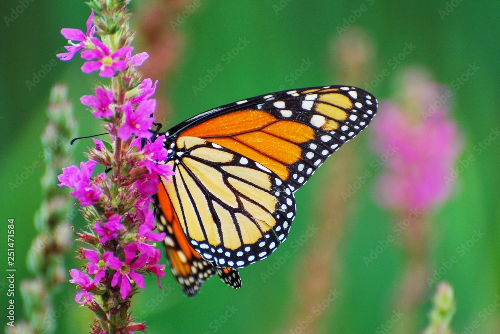 Monarch Butterfly feeding on purple wildflowers Monarch Butterfly feeding on purple wildflowers