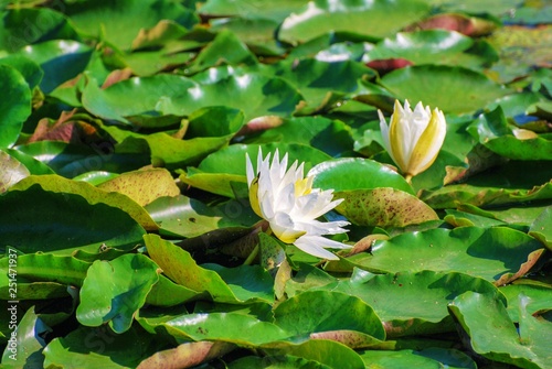 Lotus Flowers blooms among brightly green lily pads 