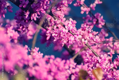 Close up on bright pink or purple tree blossoms 