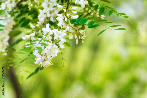 Blooming acacia background photo