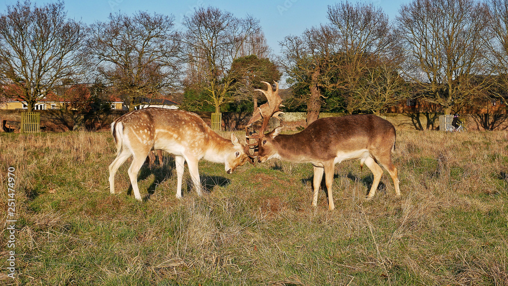 Deer rivality in Bushy park Deer rivality in Bushy park
