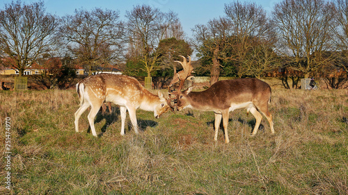 Fototapeta Naklejka Na Ścianę i Meble -  Deer rivality in Bushy park