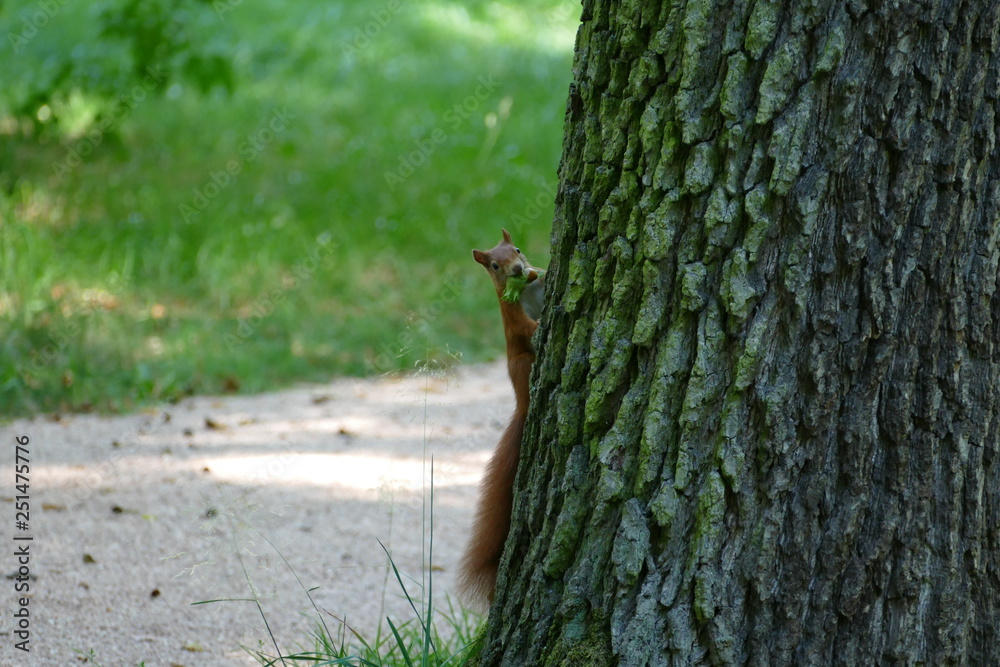 Eichhörnchen squirrel tree Baum klettern Tiere Nagetier Wald