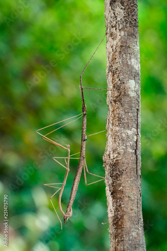 Image of siam giant stick insect on tree on nature background. Insect Animal