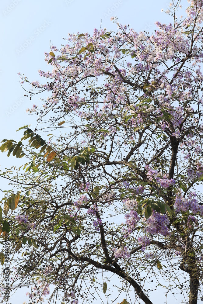 Beautiful flower Queens Crape-Myrtle Flower blooming soft focus. Beautiful flower Queens Crape-Myrtle Flower blooming soft focus.