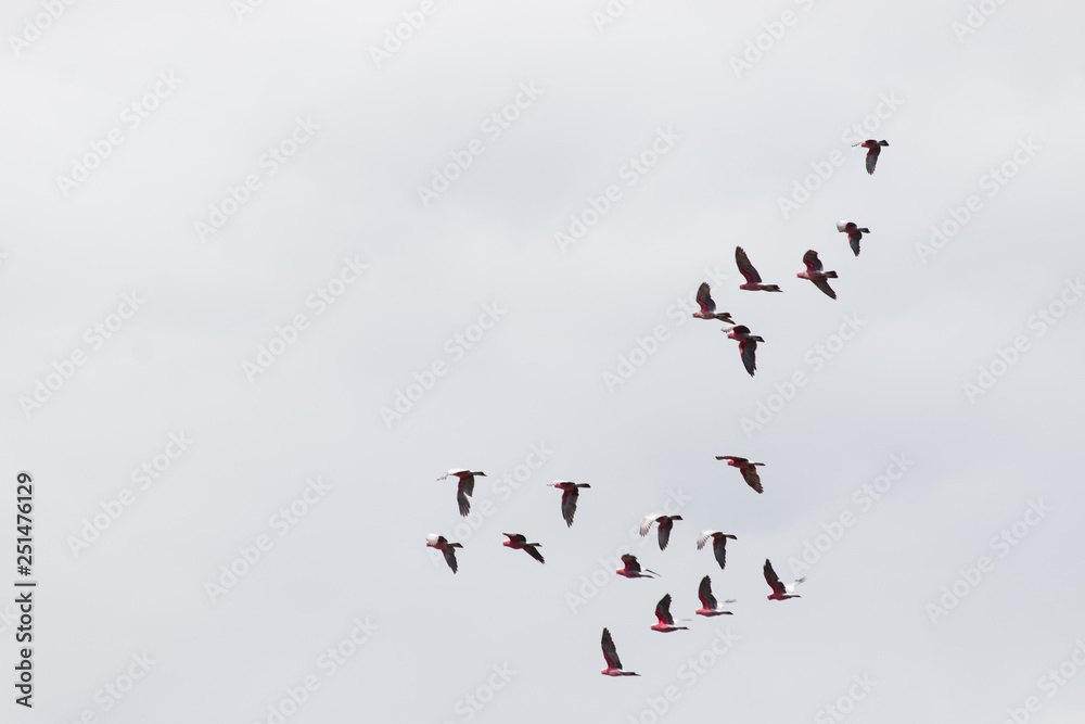 flock of birds on sky background Galah bird Australia Gold Coast