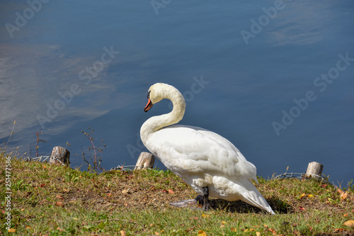 Fototapeta Naklejka Na Ścianę i Meble -  水辺の白鳥
