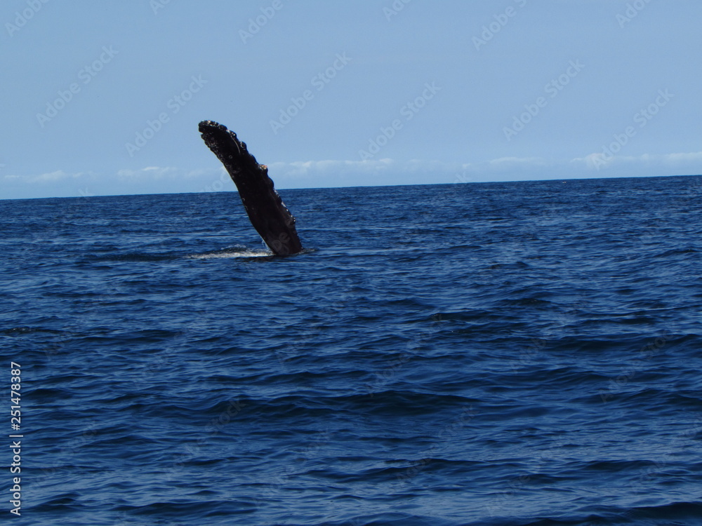 Fototapeta premium humpback whale fin
