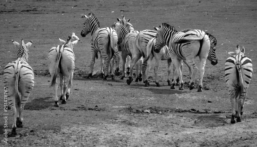 Burchell's zebra is a southern subspecies of the plains zebra. It is