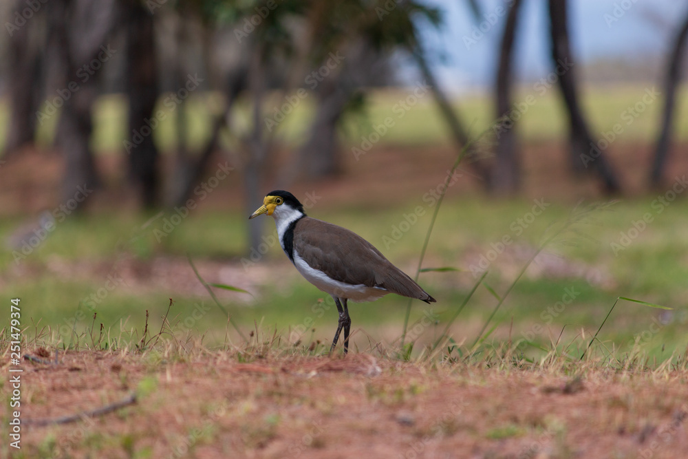 the masked lapwing plover bird Australia Gold Coast single the masked lapwing plover bird Australia Gold Coast single