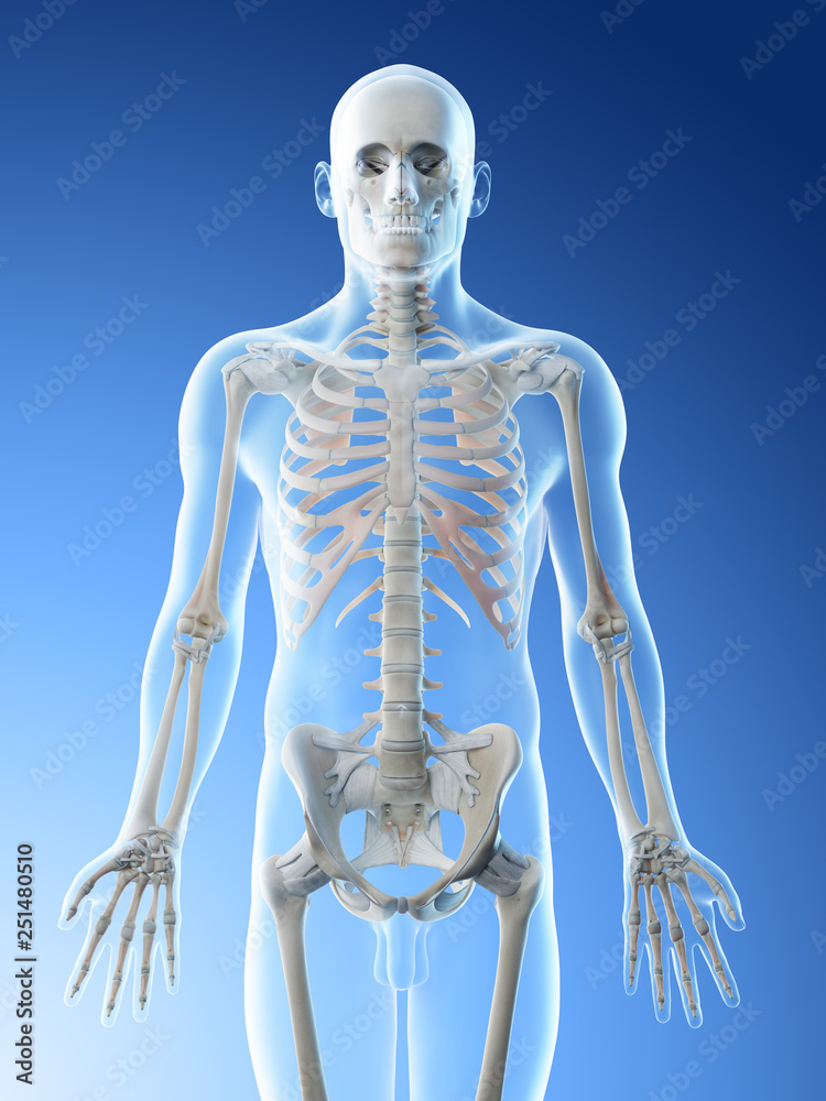 3d rendered illustration of a mans skeleton of the upper body 3d rendered illustration of a mans skeleton of the upper body