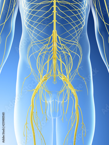 3d rendered illustration of a mans pelvic nerves