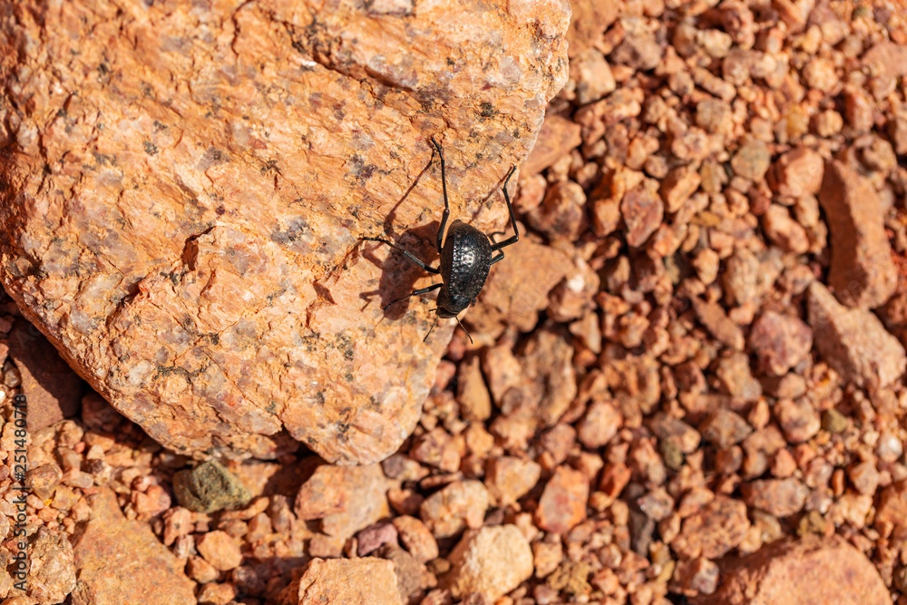 The headstander beetle (Onymacris unguicularis) is a species of fog