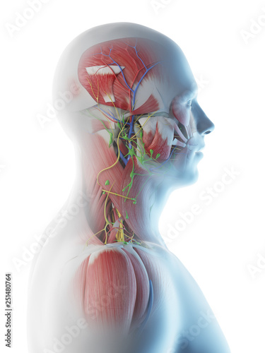 3d rendered illustration of a mans anatomy of the head and neck photo