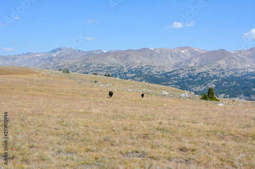 Cattle grazing in the Bighorn Mountain Range of Wyoming
