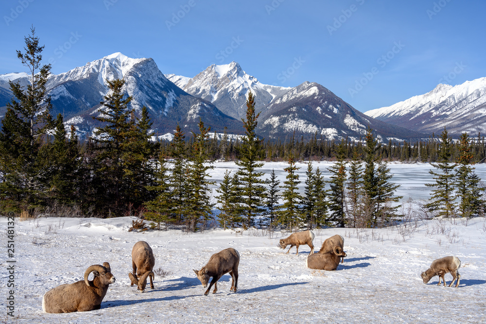 Naklejka premium Bighorn sheep (Ovis canadensis), Jasper National Park, Alberta, Canada