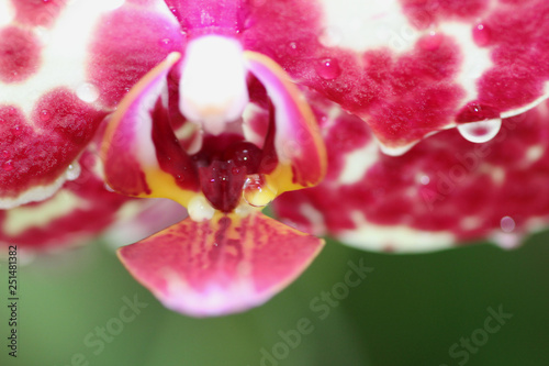 Center of an Orchid with Water Drop