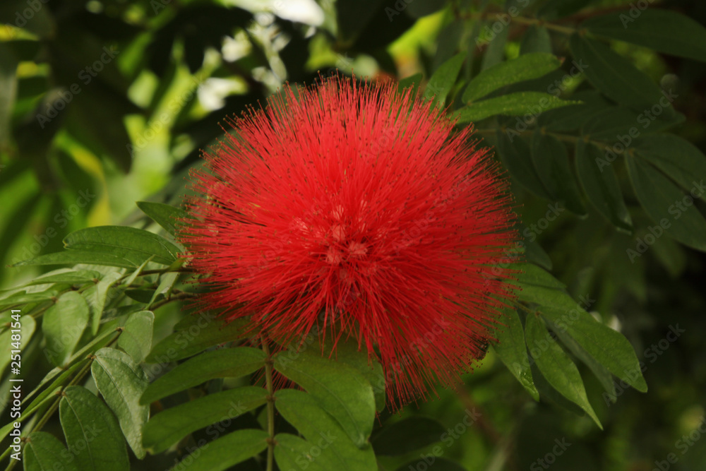 Red Caliandra