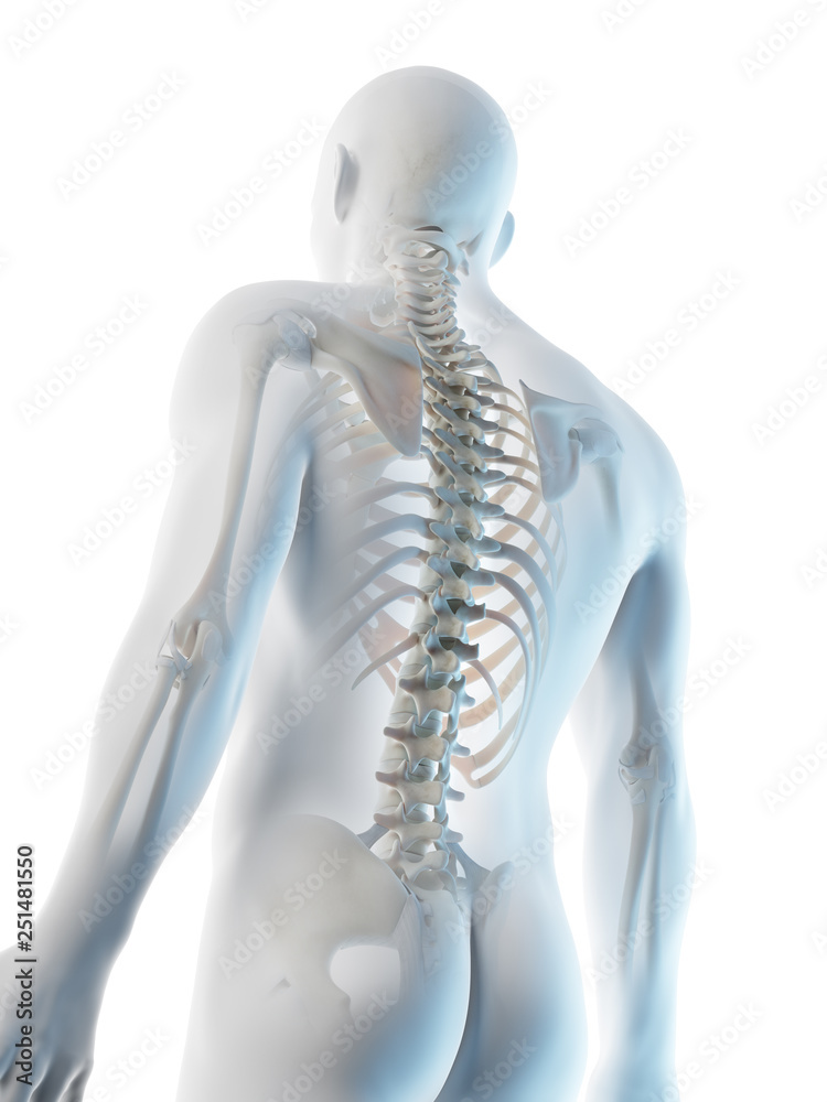 3d rendered illustration of a mans upper body bones