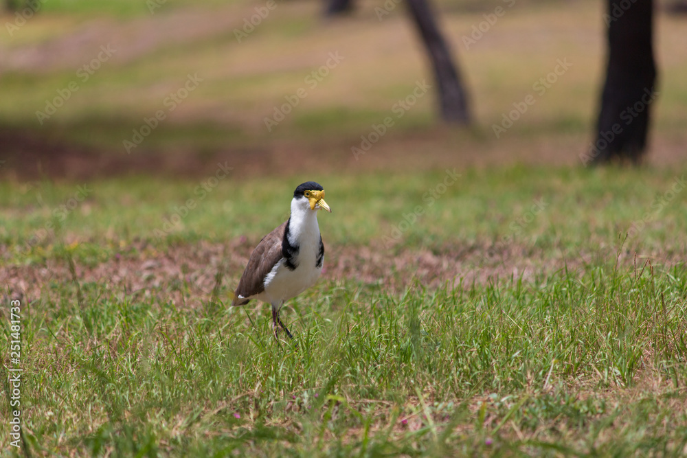 Fototapeta premium the masked lapwing plover bird angry looking Australia Gold Coast