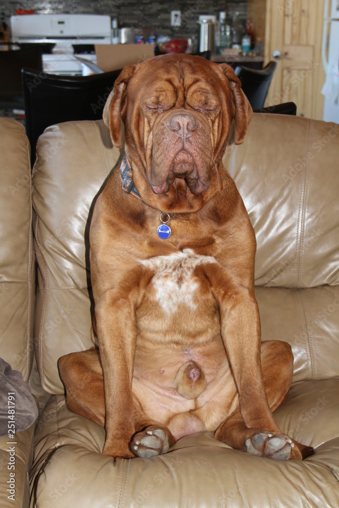 mastiff dogue de bordeaux sitting on sofa mastiff dogue de bordeaux sitting on sofa