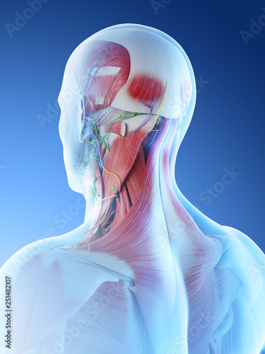Wallpaper Mural 3d rendered illustration of a mans muscular anatomy of the head and neck