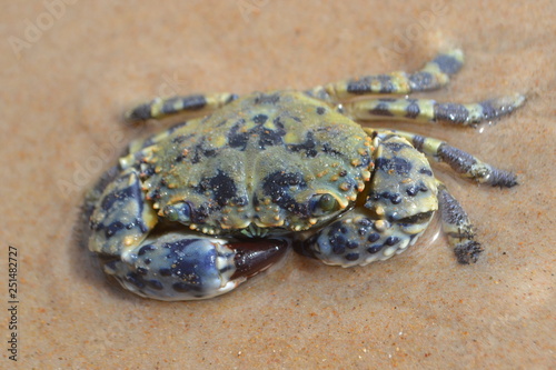 crab on sand