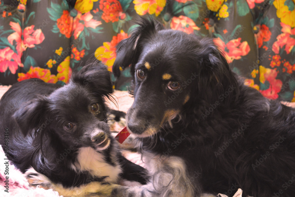 Fototapeta premium p1