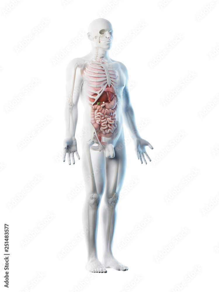 3d rendered illustration of a mans organs