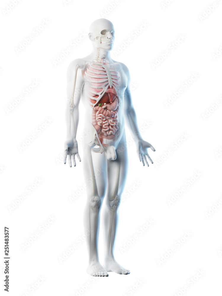 3d rendered illustration of a mans organs 3d rendered illustration of a mans organs